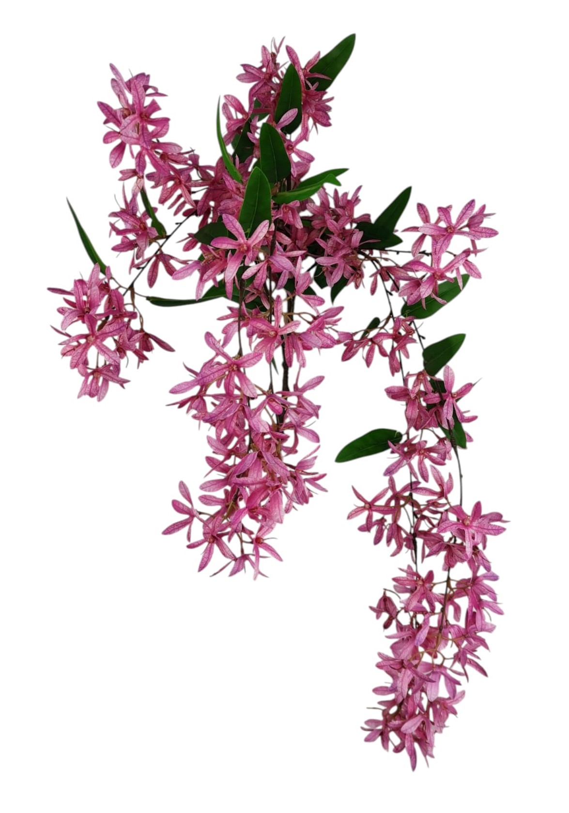 CADENTE GLICINE X3 84CM FU
