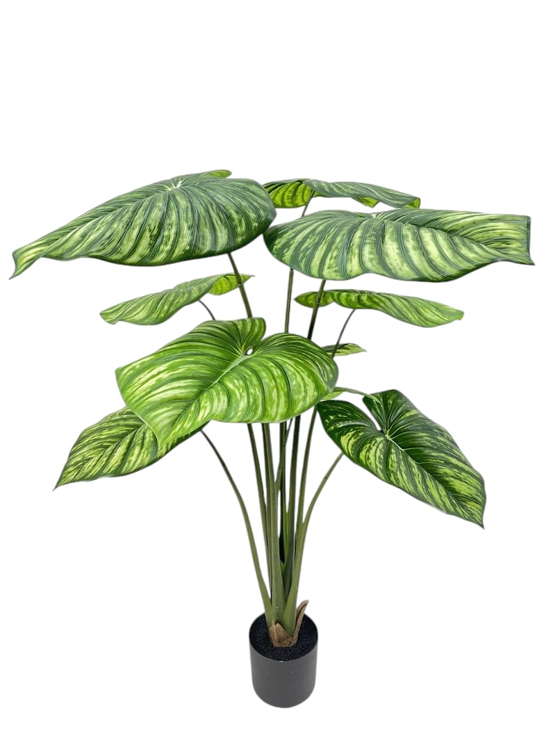 PHILODENDRO IN VASO 10LVS RT 140CM GR