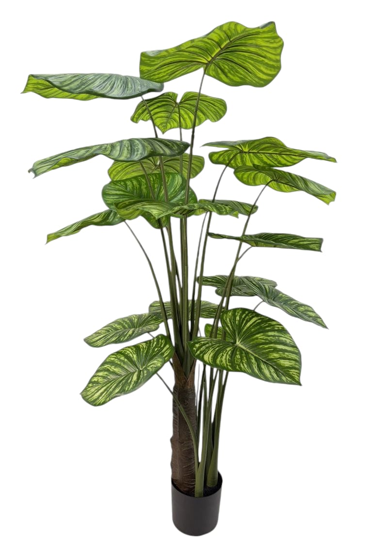 PHILODENDRO IN VASO 19LVS RT 185CM VR