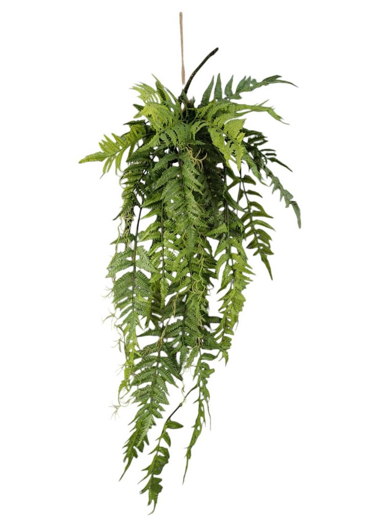 CAD FELCE CON RADICI 137CM GR