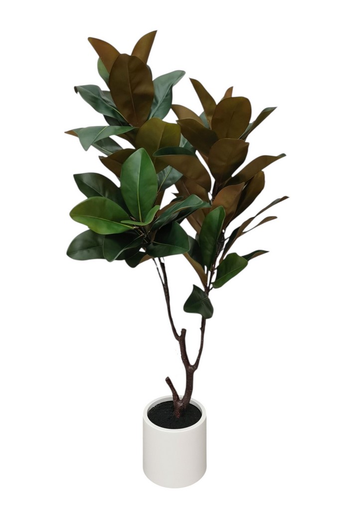 MAGNOLIA 64FG RT IN VASO 130CM GR