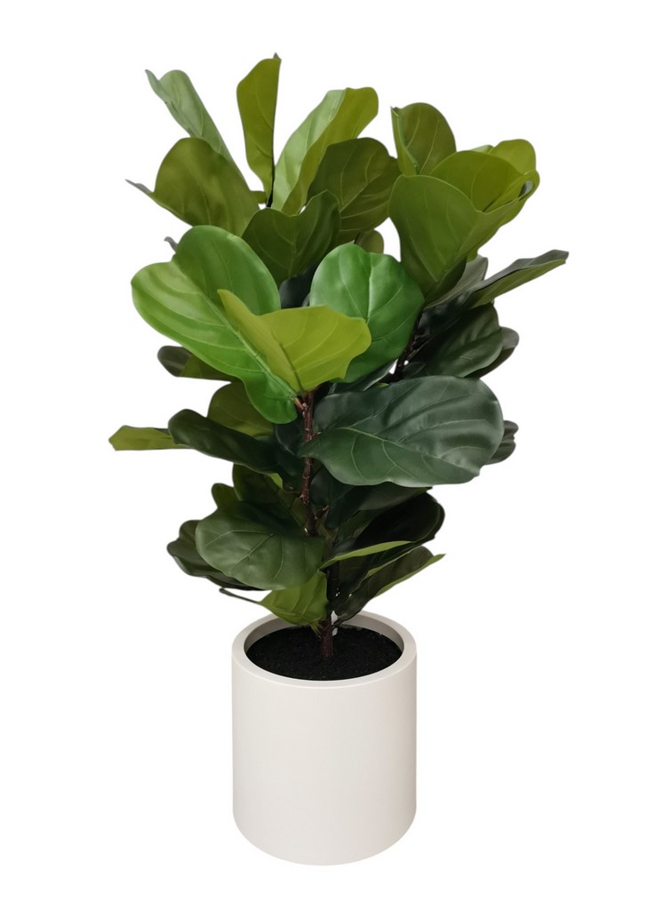 FICUS VIOLINO 45FG RT IN VASO 100CM GR