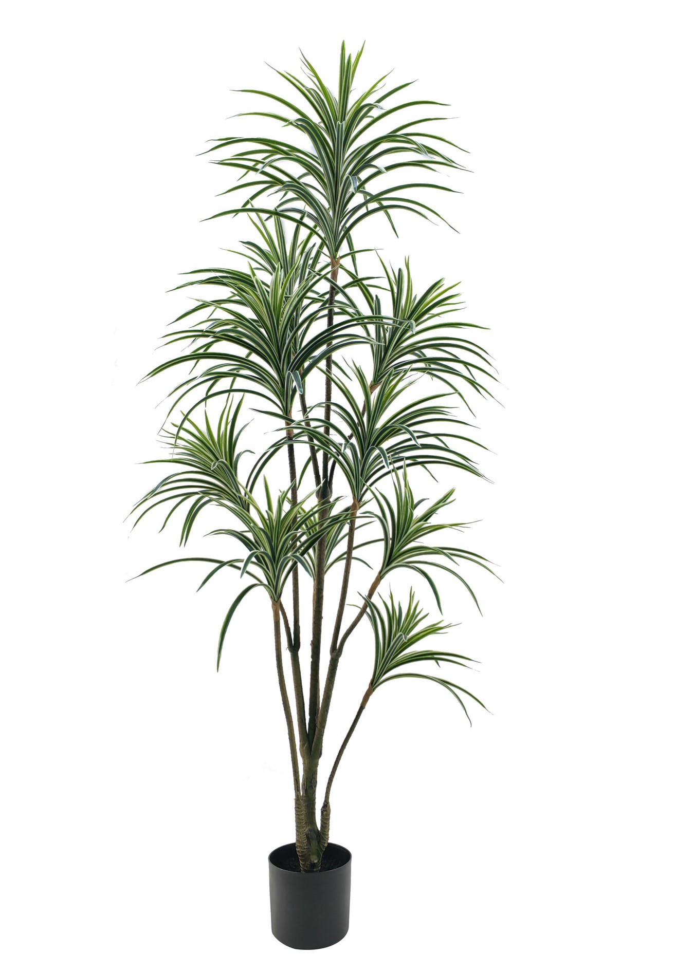 DRACENA RT IN VASO 175CM GR