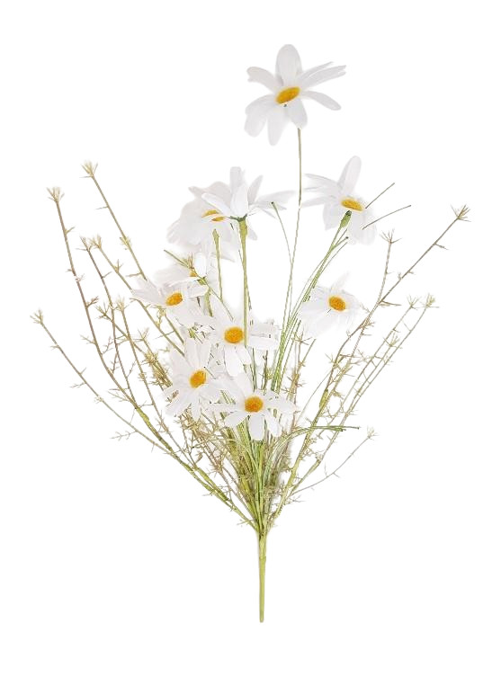 MARGHERITA DI CAMPO 53CM WH