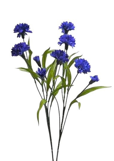 FIORDALISO SPRAY X5 65CM ASS